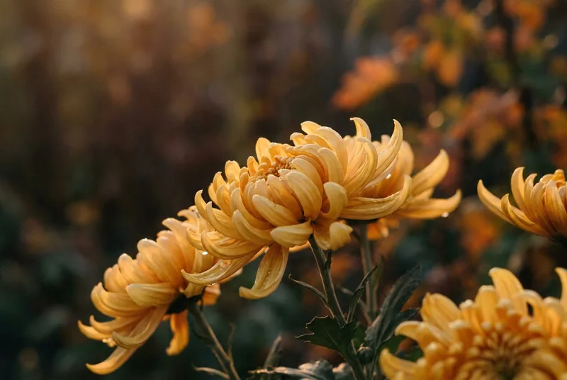 A close-up of blooming yellow chrysanthemums in autumn